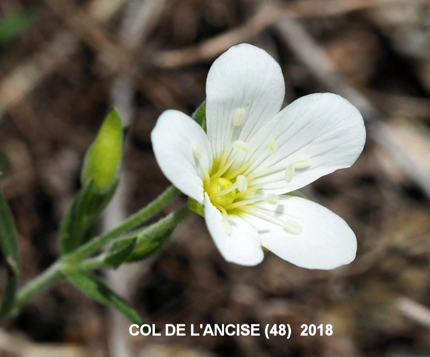 Sandwort, Mountain flower